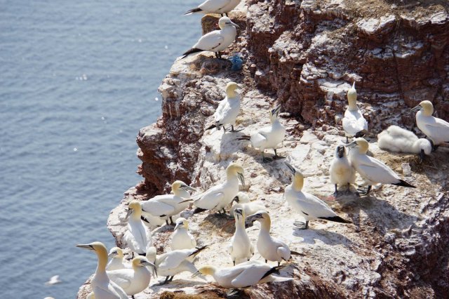 Helgoland